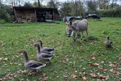 03_Bouguenais-Brigitte_P