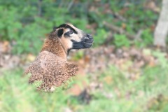 04_Bouguenais-Muriel_F