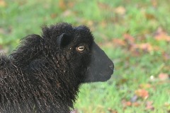 16_Carquefou-Muriel_F