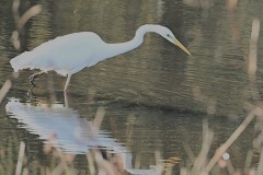 20_Carquefou-Muriel_F