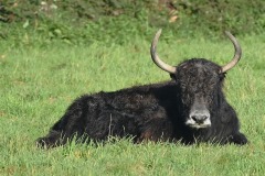 23_Carquefou-Muriel_F