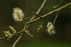 08_Carquefou-Muriel_F