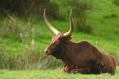 15_Carquefou-Muriel_F