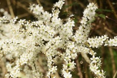 17_Carquefou-Muriel_F