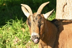 04_Carquefou-Maubreuil-Muriel_F