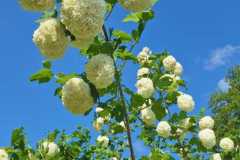 04_Casson-Yvette