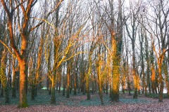 05_Etang_Beaumont-Muriel_F