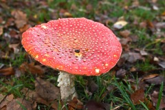 06_Etang_Beaumont-Muriel_F