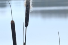 07_Etang_Beaumont-Muriel_F