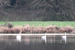 12_Etang_Beaumont-Muriel_F