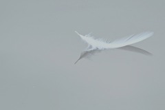 14_Etang_Beaumont-Muriel_F