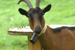 02_Haie-Fouassiere-Muriel_F