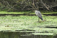 03_Haie-Fouassiere-Muriel_F