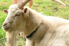 06_Haie-Fouassiere-Muriel_F