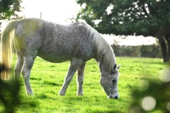 03_Le_Cellier-Muriel_F