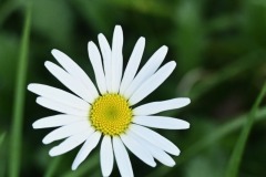 05_Le_Cellier-Muriel_F