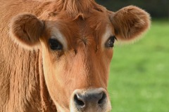 06_Le_Cellier-Muriel_F