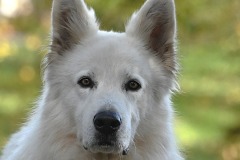 10_Le_Cellier-Muriel_F