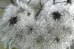 15_Le_Cellier-Muriel_F