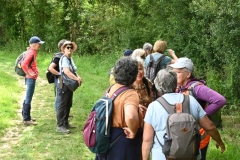 17_Lion-Angers-Muriel_F
