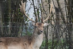 08_Les_Touches-Muriel_F