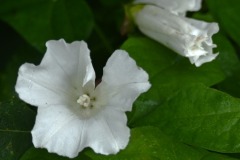 02_Mauves_Muriel_F