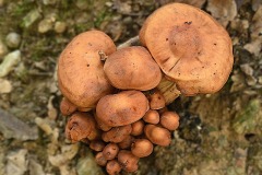 09_Mauves_Muriel_F