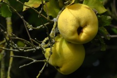 14_Mauves_Muriel_F