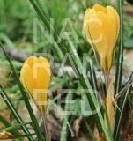 WhatsApp-Image-2025-02-20-a-15.09.31_3ada7996.jpg-nggid0227-ngg0dyn-250x250x100-00f0w011c010r110f110r010t010