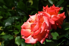 09_Languin-Muriel_F