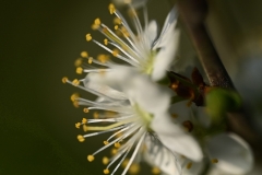 09_Nort_Arcades-MurielF