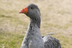 10_Nort_Arcades-MurielF