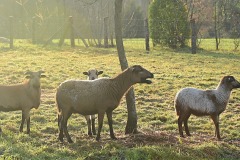 06_Nort_Vive-Eve-Muriel_F