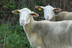 05_ND-des-Landes-Muriel