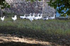 03_Notre-Dame-des-Langueurs-Soungalo