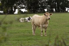 16_Notre-Dame-des-Landes-Muriel