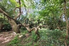 12_Oudon-Nathalie_C
