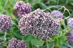 03_Petit-Mars-Muriel_F