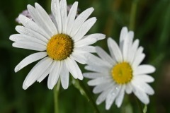 23_Petit-Mars-Muriel_F