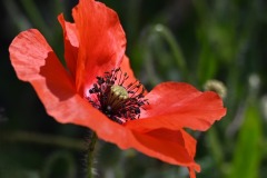 04_Petit-Mars-Muriel