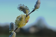 04_Petit-Mars-Muriel_F