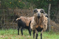 04_St-Aubin-Muriel_F