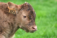 07_St-Aubin-Muriel_F