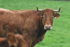 08_St-Aubin-Muriel_F