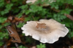 10_St-Aubin-Muriel_F