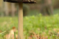 10_St-Aubin-Soungalo