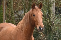 15_St-Aubin-Muriel_F