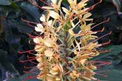 39_Vauville-Jardin_Botanique-Brigitte_P