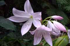 40_Vauville-Jardin_Botanique-Brigitte_P