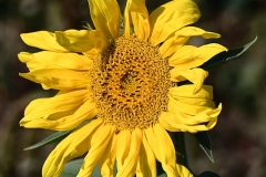 05_Suce-Mazerolles-Muriel_F